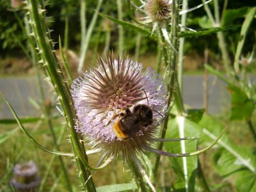Bombus ruderarius
