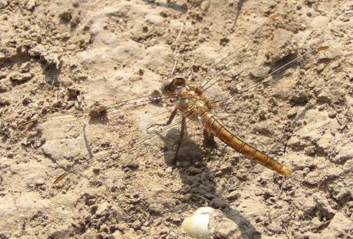 Orthetrum coerulescens