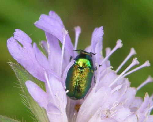 Cryptocephalus sp.
