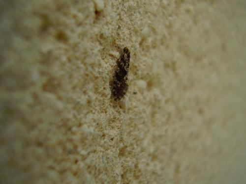 Triaxomera parasitella