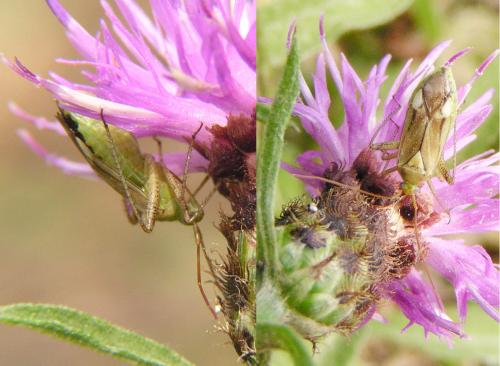 Adelphocoris sp.