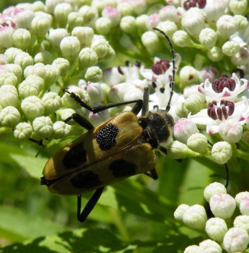 Réf. 47 582 : Pachyta quadrimaculata