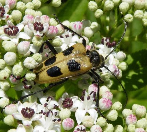 Réf. 47 583 : Pachyta quadrimaculata