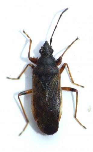 Pachybrachius luridus