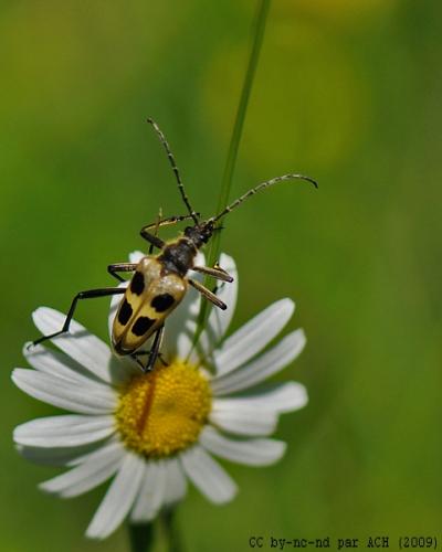Réf. 47 021 : Pachyta quadrimaculata