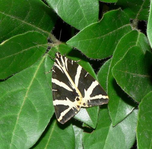 Euplagia quadripunctaria