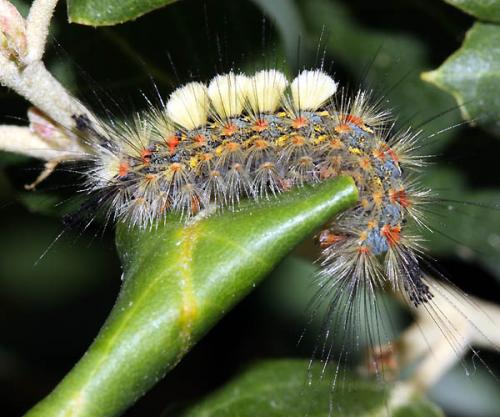 Réf. 47 375 : Orgyia trigotephras