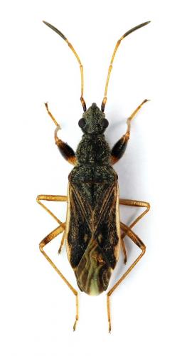 Réf. 47 282 : Paraparomius leptopoides
