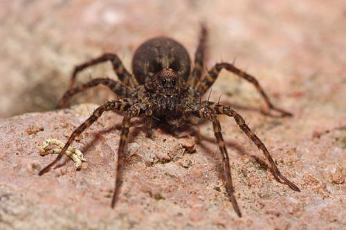 Pardosa sp.