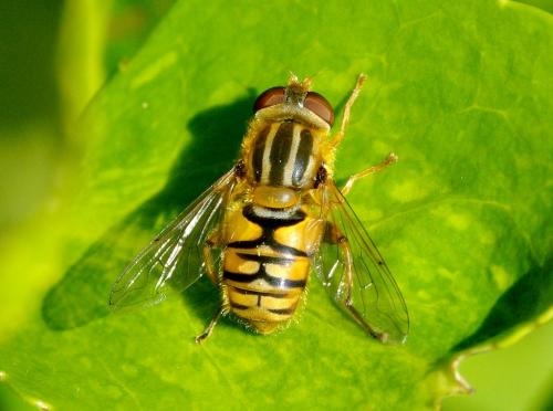 Réf. 47 642 : Parhelophilus sp.