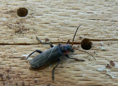 Cantharis fusca