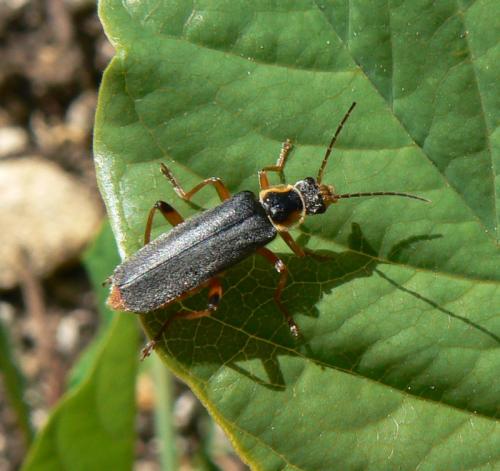 Cantharis nigricans