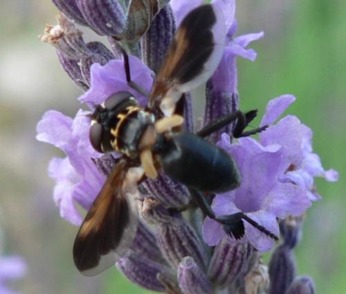 Trichopoda pictipennis