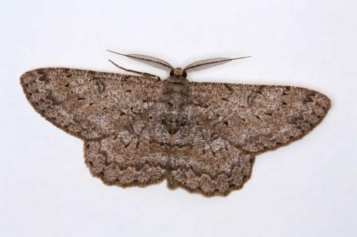 Réf. 47 910 : Hypomecis punctinalis