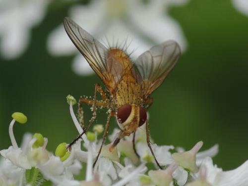 Leskia aurea