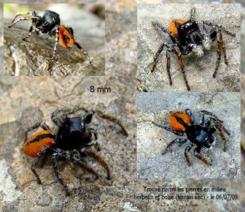 Philaeus chrysops