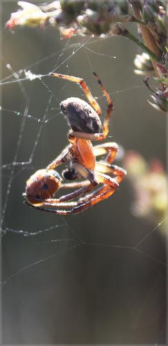 Larinioides sp.