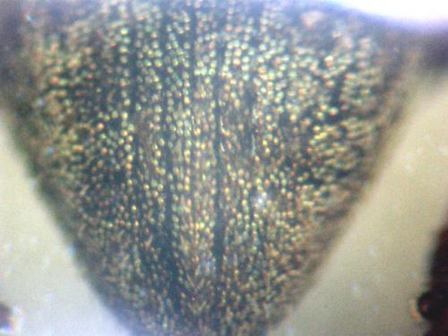 Sciaphilus costulatus