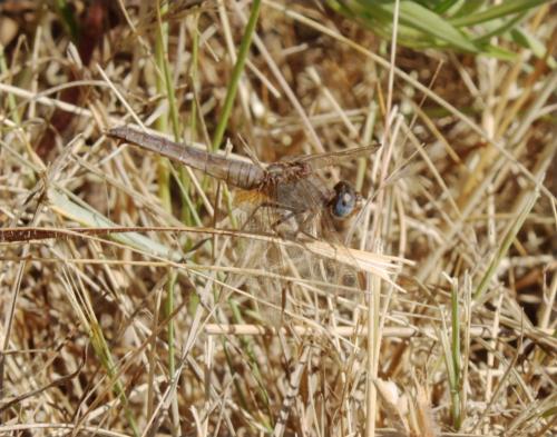 Crocothemis erythraea