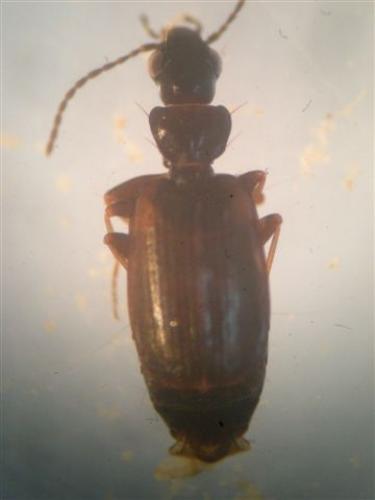 Réf. 47 031 : Syntomus obscuroguttatus