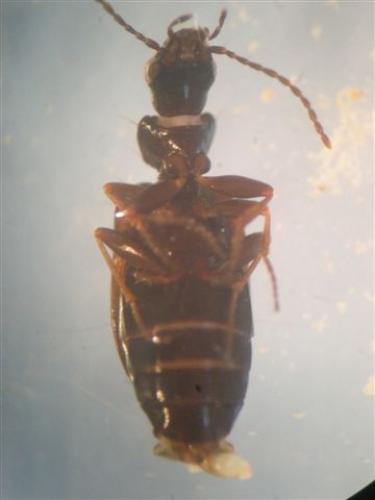 Réf. 47 033 : Syntomus obscuroguttatus