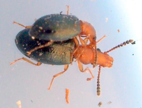 Vincenzellus ruficollis