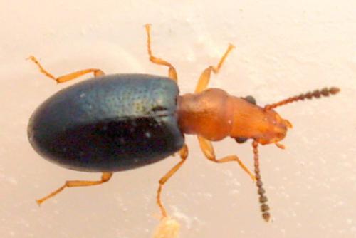 Vincenzellus ruficollis