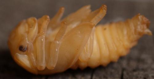 Réf. 47 332 : Dorcus parallelipipedus