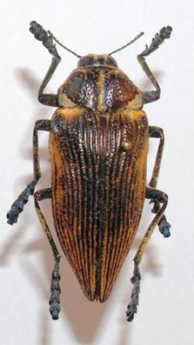 Polybothris geayi