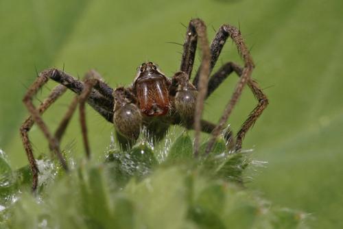 Pisaura mirabilis