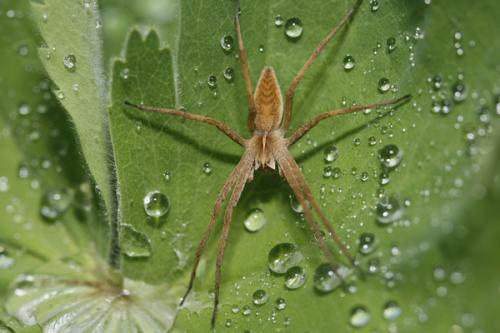 Pisaura mirabilis