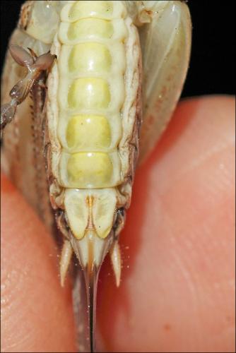Platycleis albopunctata albopunctata