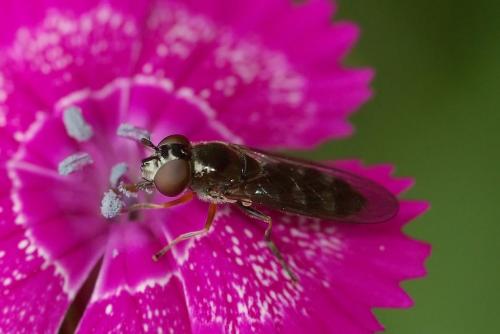 Réf. 47 353 : Platycheirus albimanus