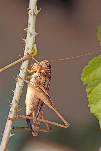Réf. 47 773 : Platycleis albopunctata