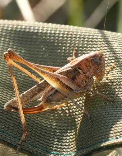 Platycleis albopunctata albopunctata