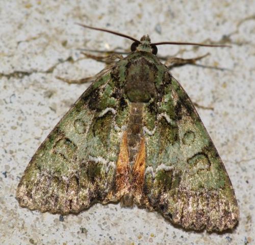 Réf. 47 029 : Polyphaenis sericata
