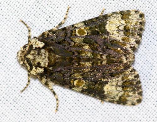 Réf. 47 030 : Craniophora ligustri
