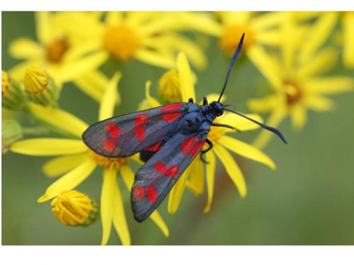 Zygaena filipendulae