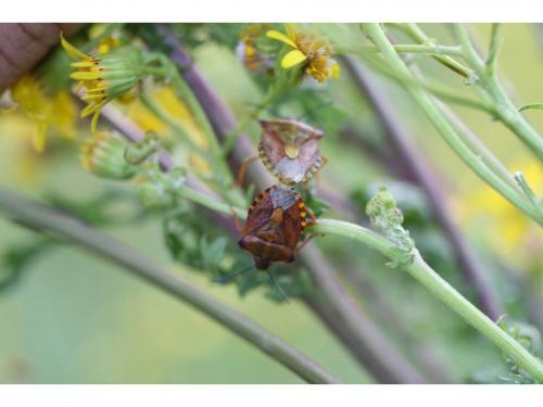 Carpocoris purpureipennis