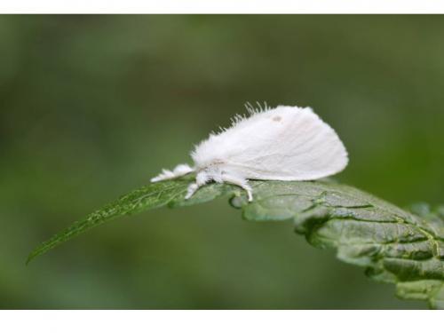 Euproctis similis