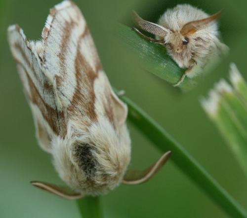 Malacosoma castrensis