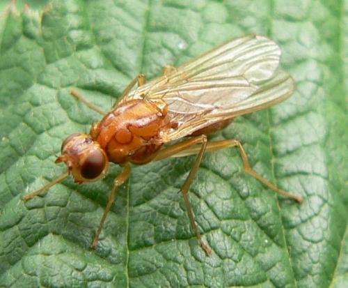 Psila fimetaria