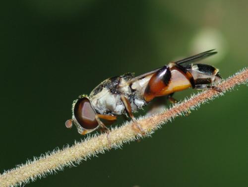 Réf. 47 440 : Syritta pipiens
