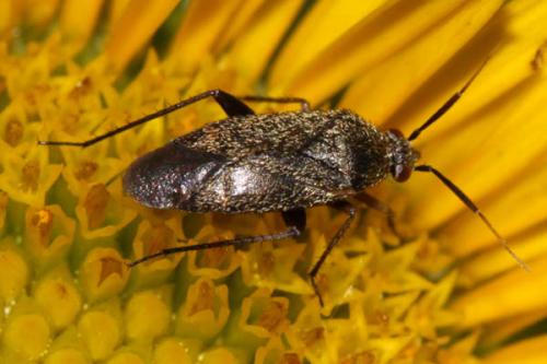 Réf. 47 106 : Lepidargyrus ancorifer