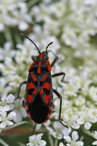 Réf. 47 871 : Spilostethus saxatilis