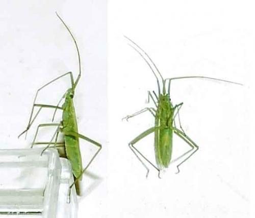 Réf. 47 890 : Megaloceroea recticornis