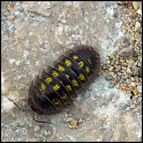 Réf. 47 420 : Armadillidium granulatum
