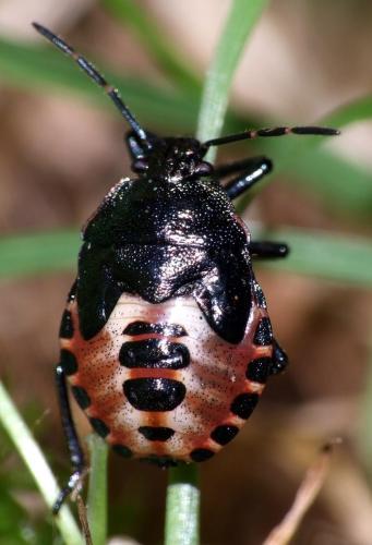 Rhacognathus punctatus