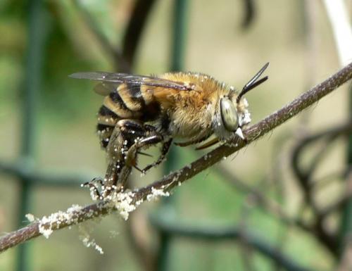 Réf. 47 460 : Amegilla garrula