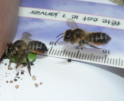 Megachile willughbiella